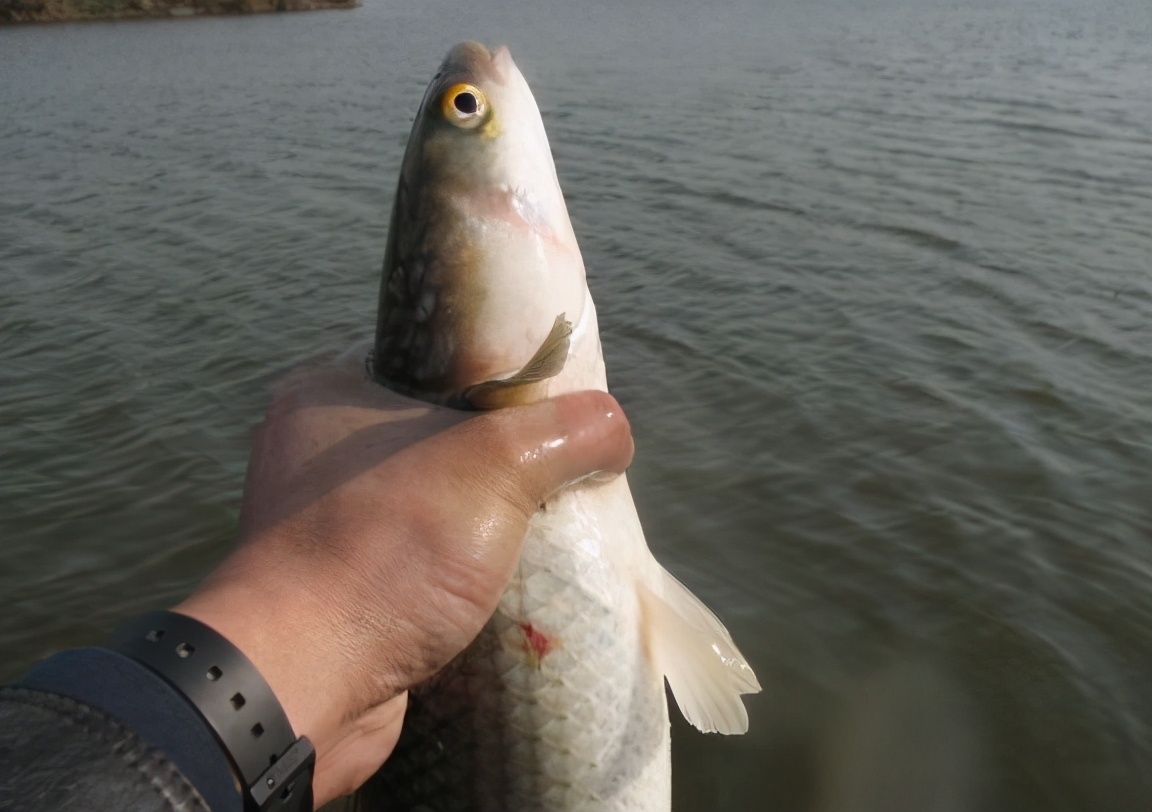 梭魚,梭魚的做法大全家常做法