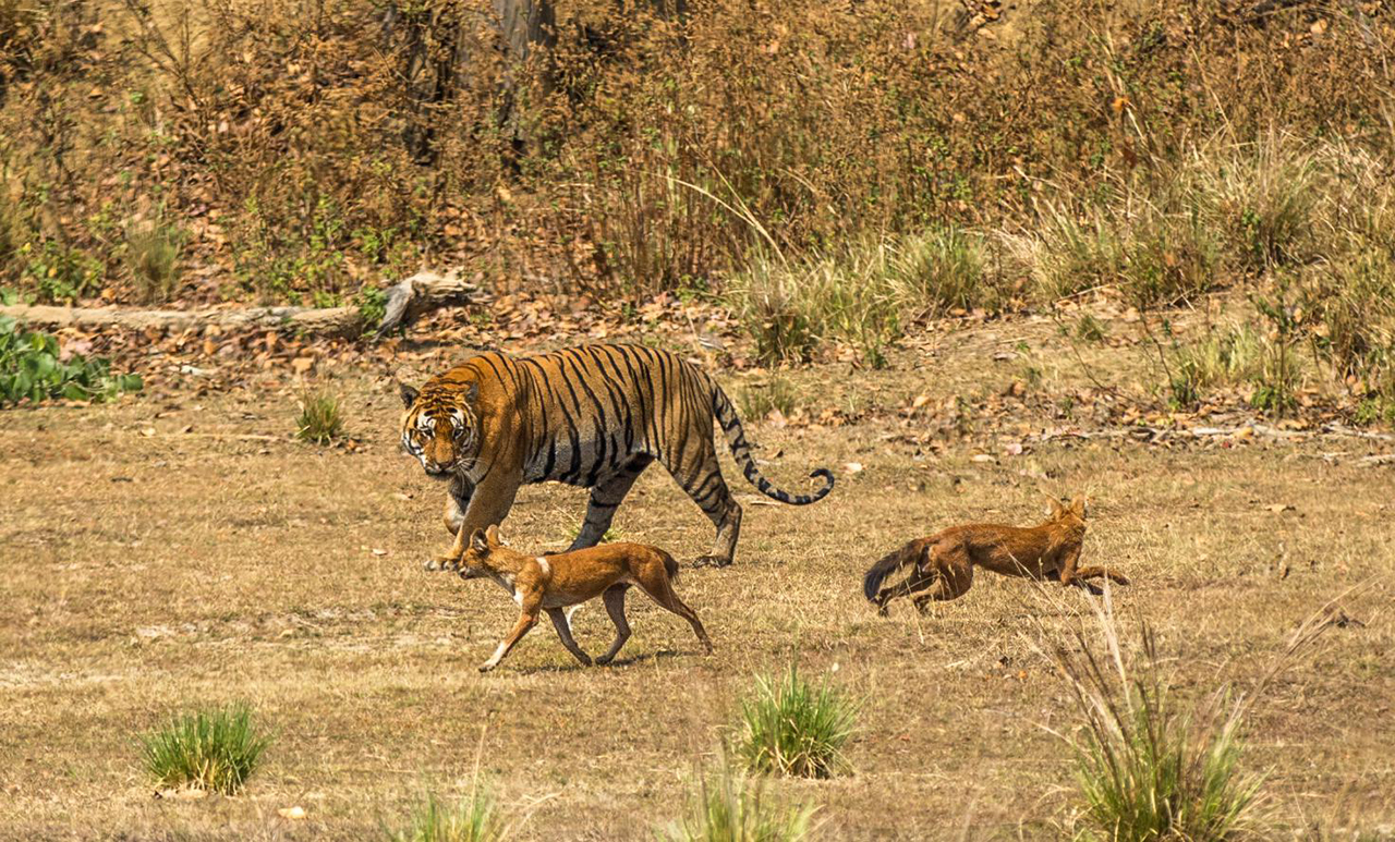 在甘肃张掖现身的豺究竟有多猛?传闻中它能对付老虎