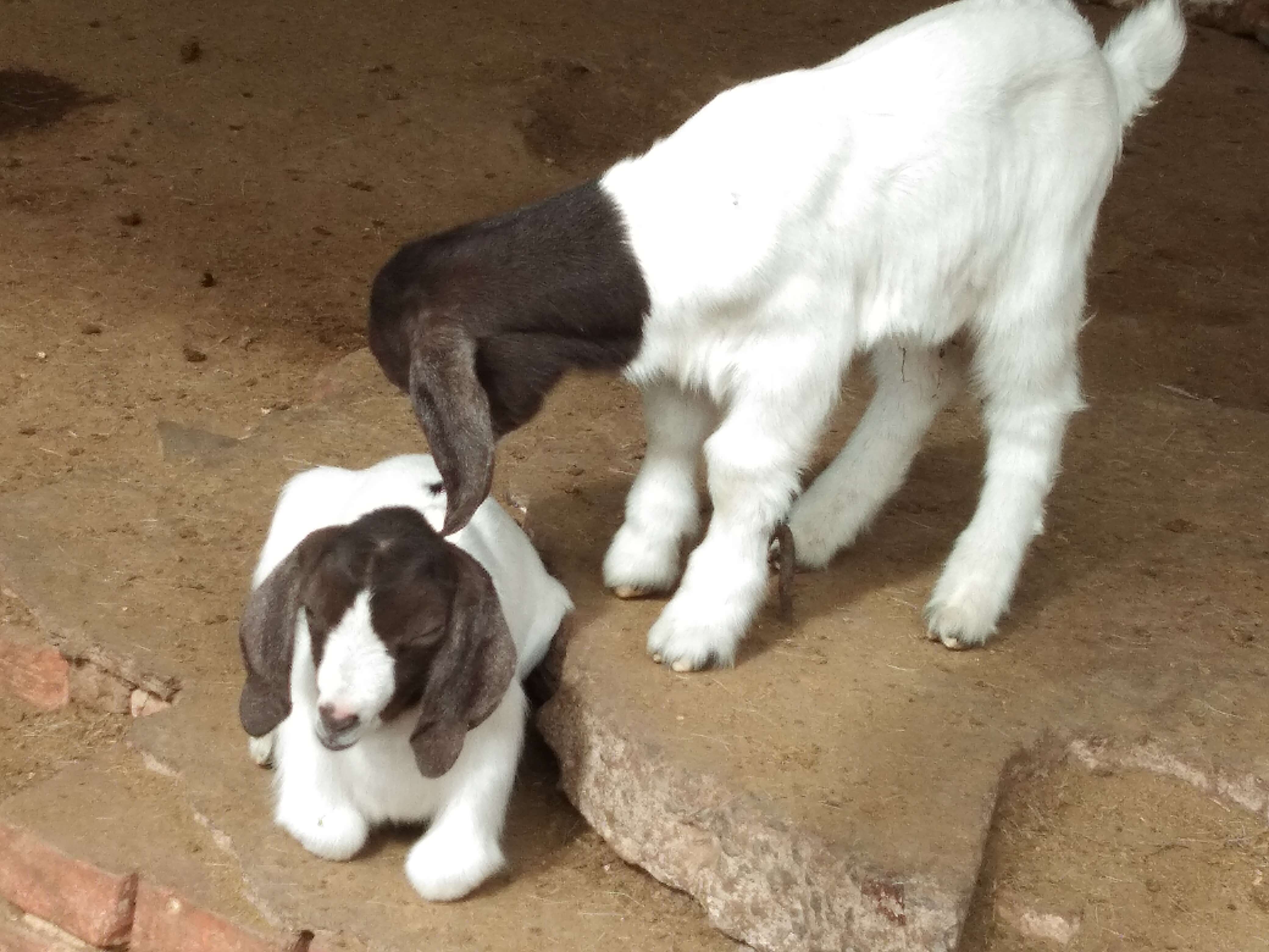 杜泊),中午回家吃饭的时候被同村老叔家拦下了,他家6只山羊羔挂了5个