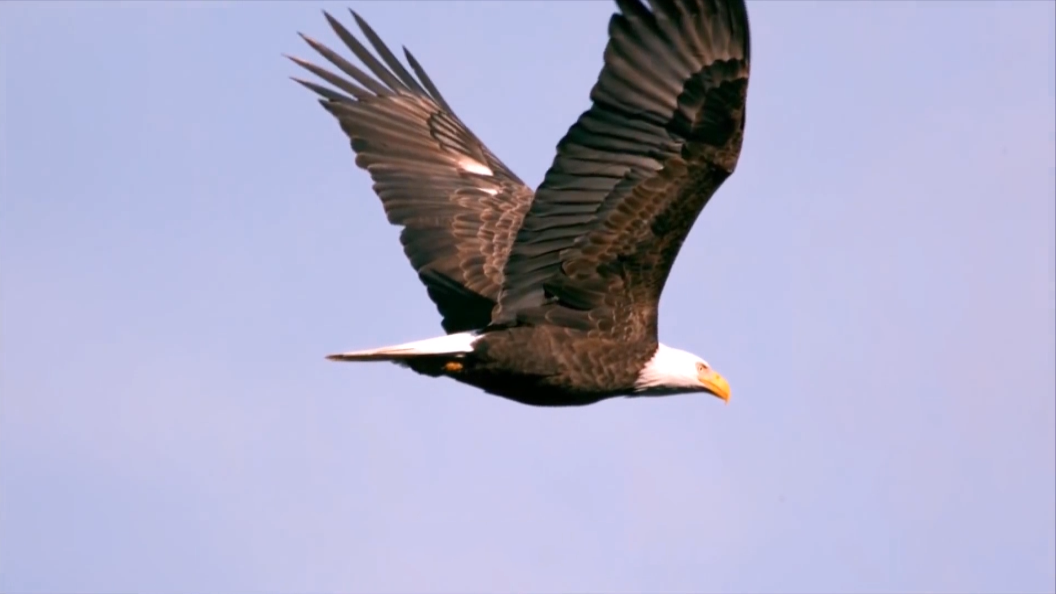 雕和鹰的区别在哪里雕和鹰的3个区别