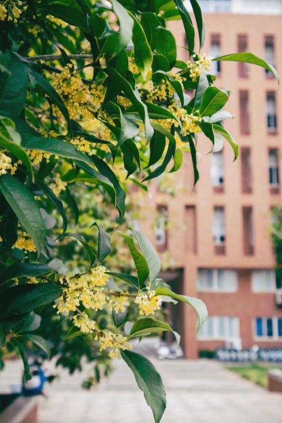 满园绝色关不住！全国景色“最美”大学之一，深藏湖北