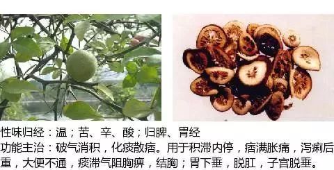 300个中草药图谱（附主治功效），知道一半就太牛了（上）