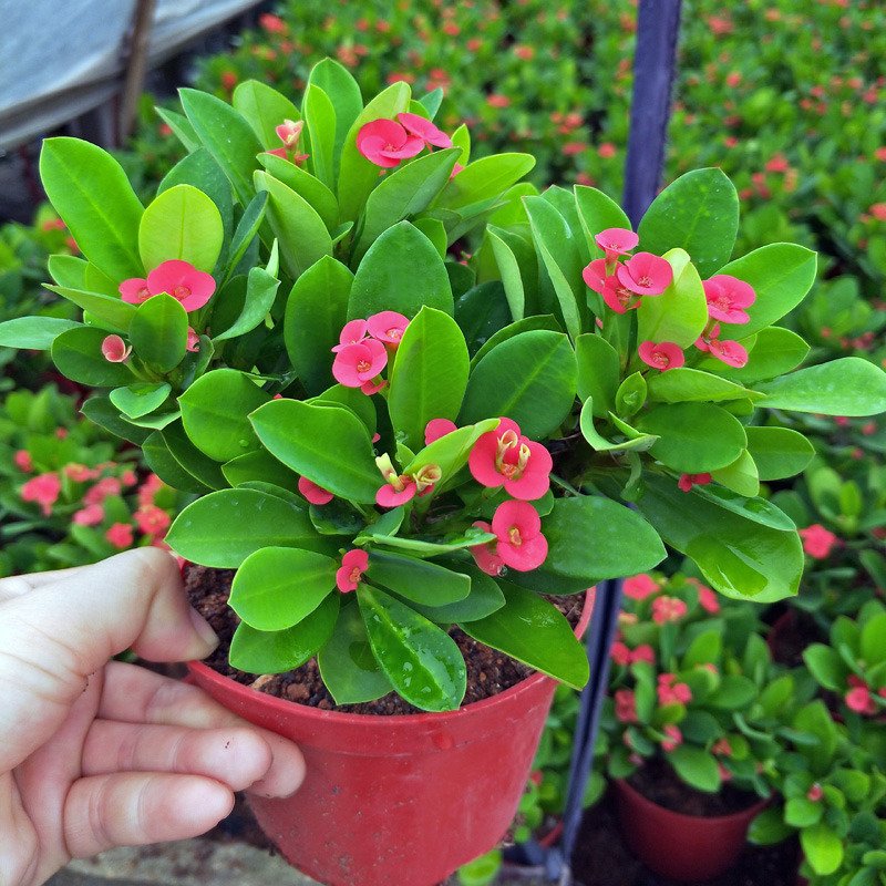 20种“懒人”花草，阳台客厅必备，好养好看，还能净化空气