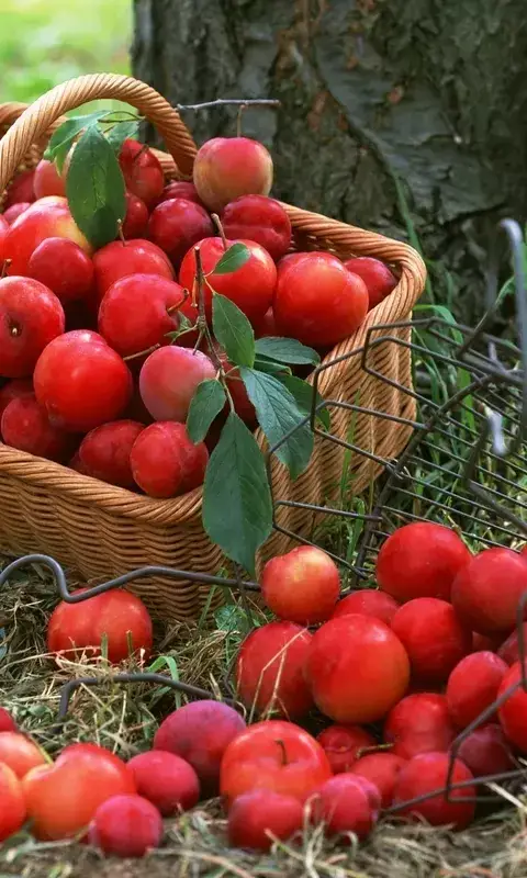 丰收节,果实累累,福气满满