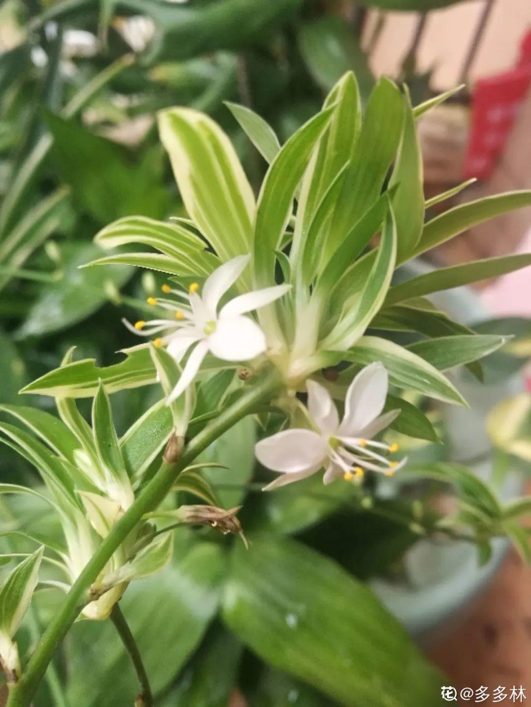 这花养10年，才开1次花，看到的都有好运气