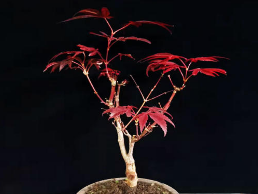 盆景养护:红枫秋季修剪,剪去长势较弱枝条
