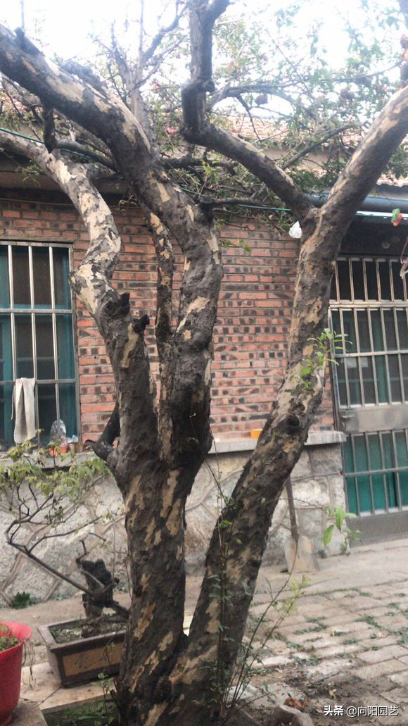 大门两旁栽什么树最好（家门口栽5种树镇宅又旺财）