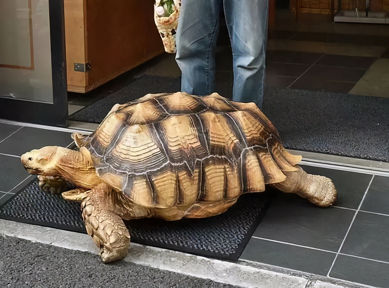 常听说的陆龟介绍,有你见过的吗?