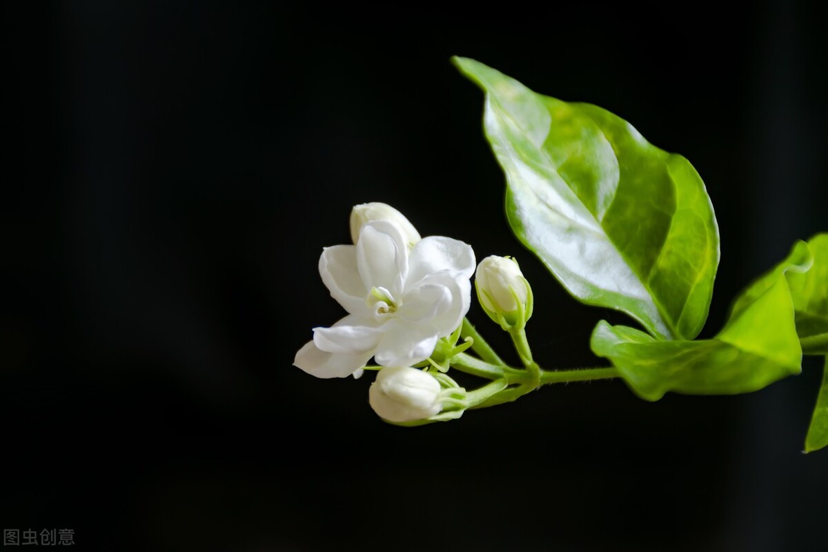 茉莉花和栀子花哪个好养（2种难养的花要注意快来避坑）