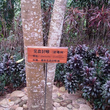 世界上最小的树（乾隆皇帝竟然亲自为它命名!）-第15张图片