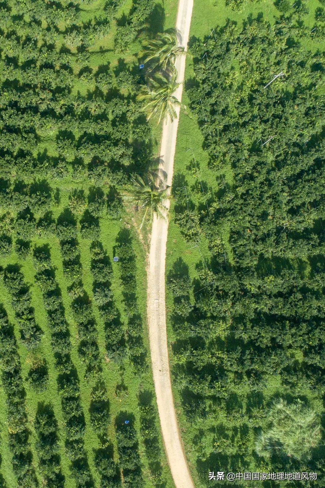 江西vs湖南vs四川，中国到底哪里的橙子最好吃？