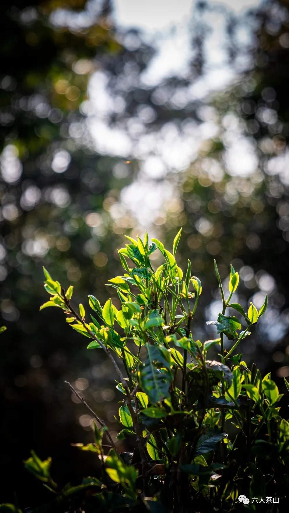 普洱茶的“鲜爽”为何备受茶友们的热烈追捧?