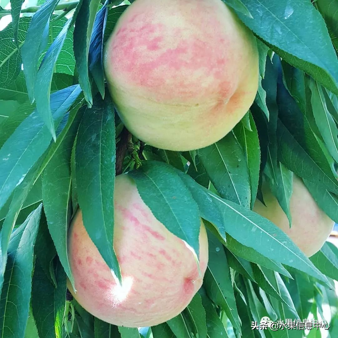 桃子季节是几月份（中国常见水蜜桃产地品种及上市时间）