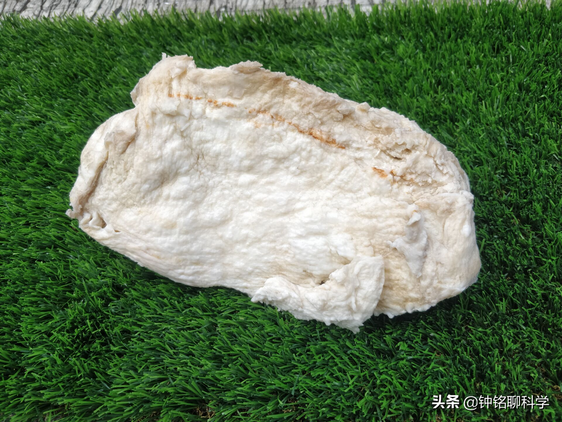 捡到的太岁为何还能继续生长?