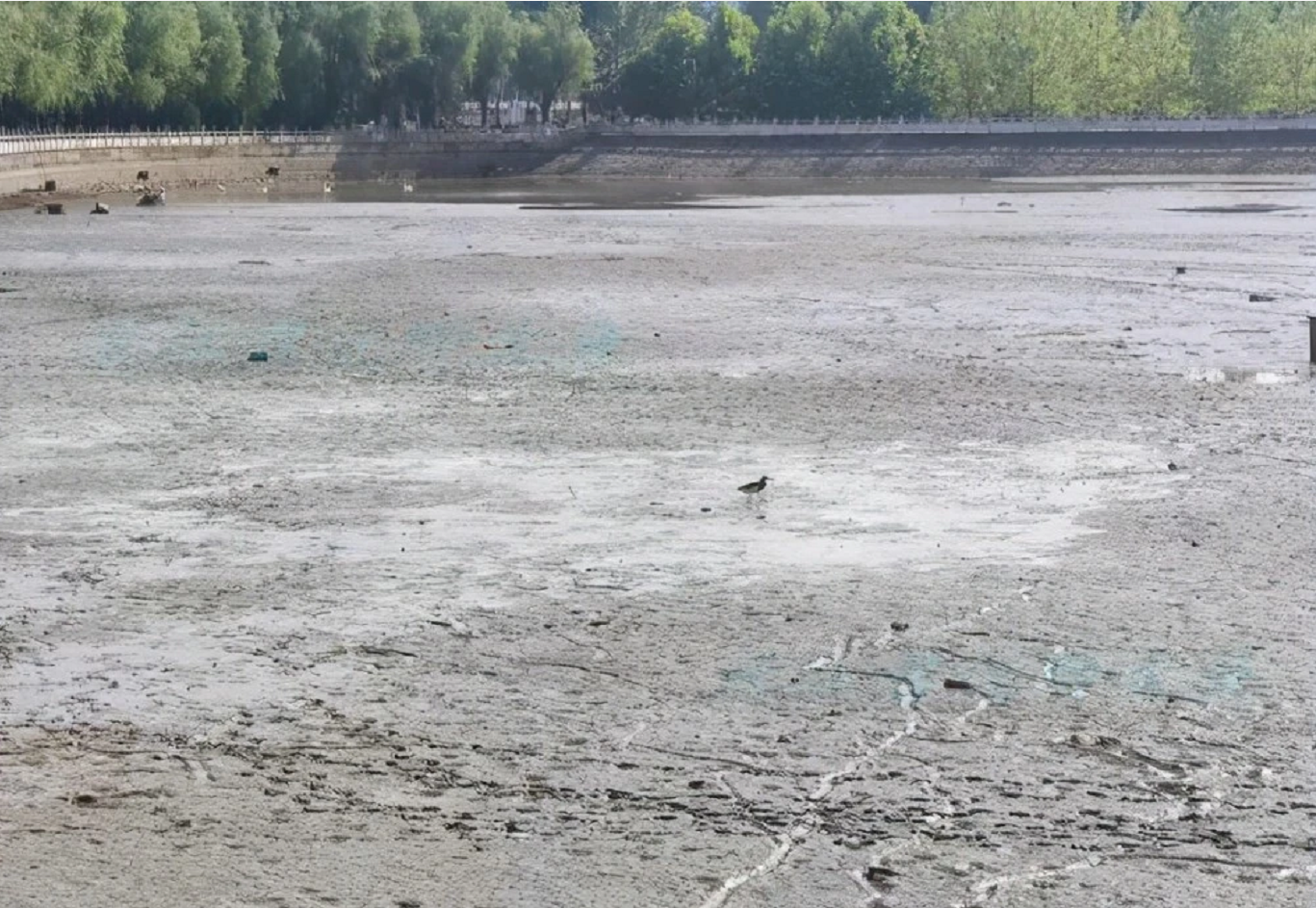 河南持续高温学校湖泊干涸，大量湖鱼被暴晒成鱼干，学生：捞了200斤