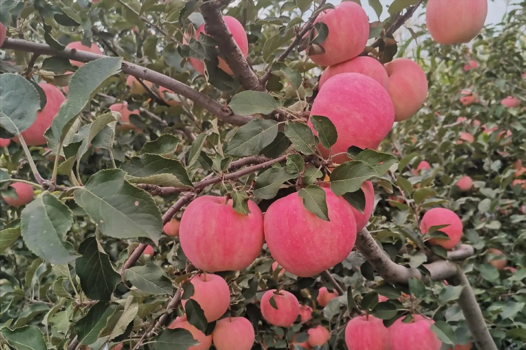 寒富苹果品种介绍（这种冻不死的苹果零下30度也可栽培）