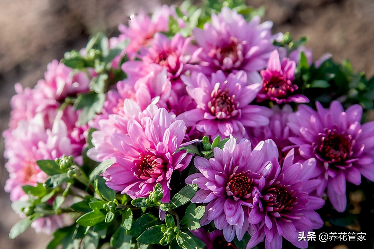 菊花什么时候开花（菊花四大品种的开花时间）