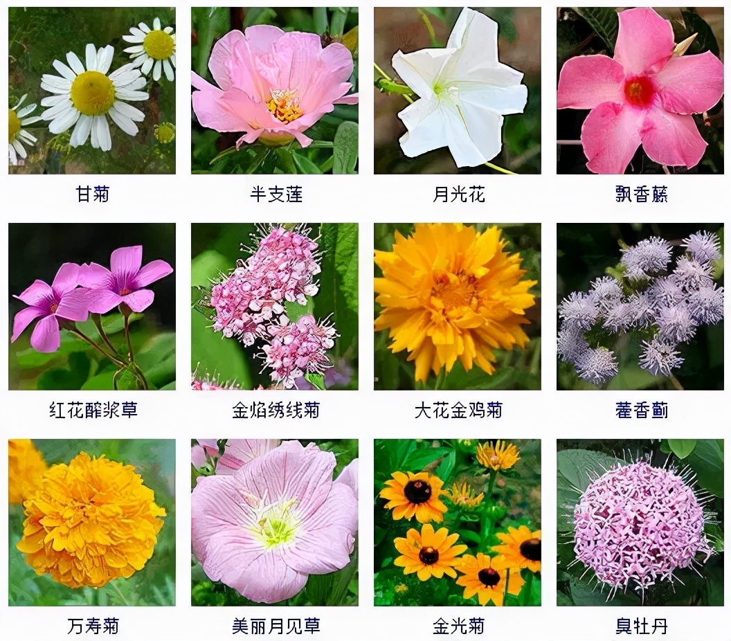 秋天到啦!这100多种秋花植物,安排时间赏起来