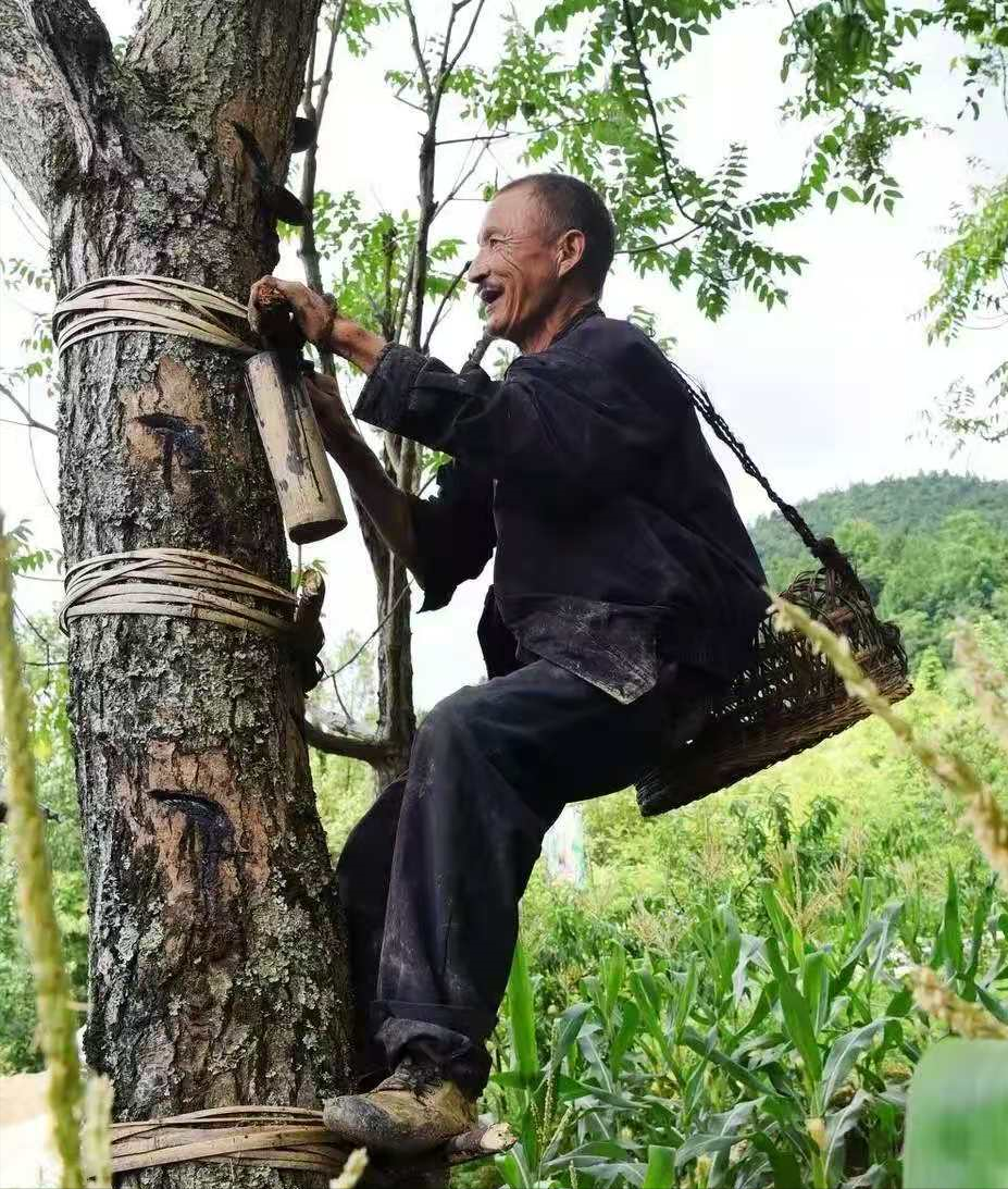 认识植物界的“六大毒树”，看到“绕道走”，涨姿势不吃亏
