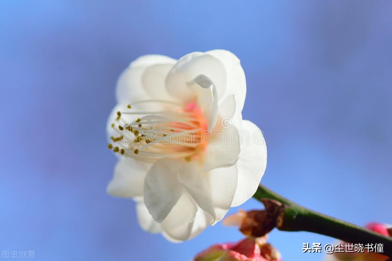 一首很伤感的咏梅诗，不仅写出了梅花的个性，同时还句句有深意