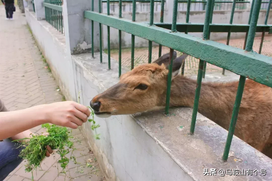 马鞍山人，别忘了动物园！这里曾是我们的全部！
