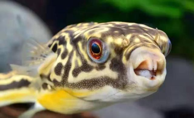 口裂是大多数猛鱼的象征