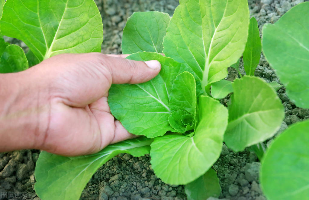 种小白菜的方法和步骤（小白菜的种植时间和方法）