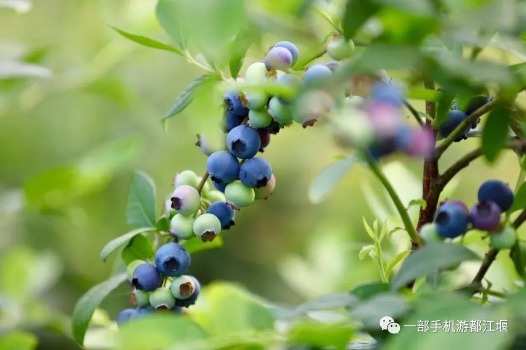 庭院种上这8种果树,鲜果飘香,几代人可实现水果自由