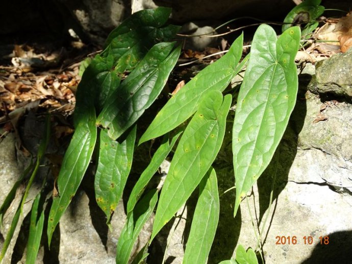 金果榄图片(金果榄) - 赤虎壹号