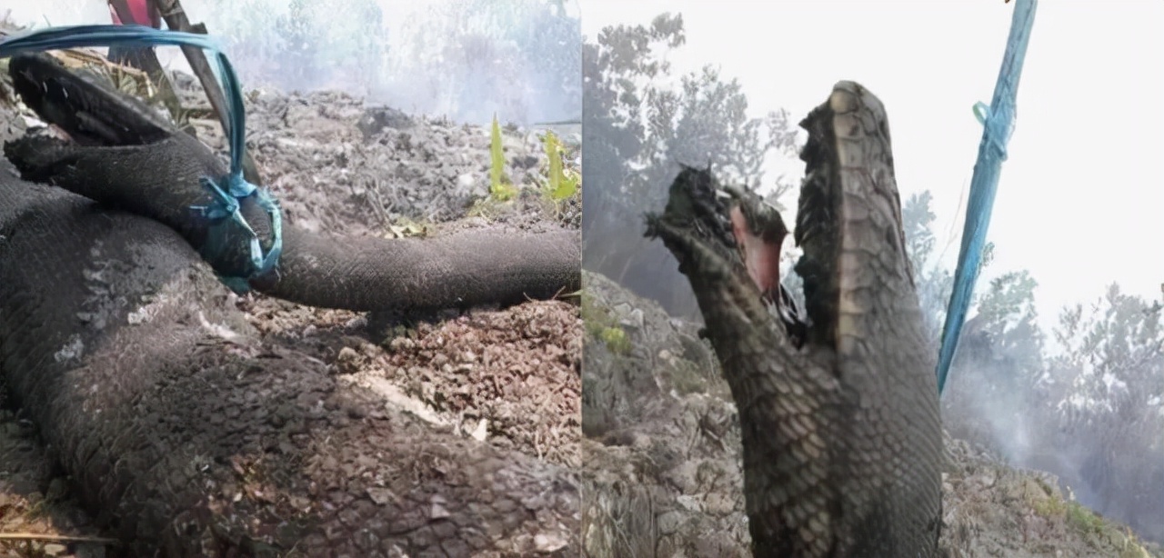 最大的蛇到底有多大？印度发现罕见巨蟒：调来挖掘机才将其捕获