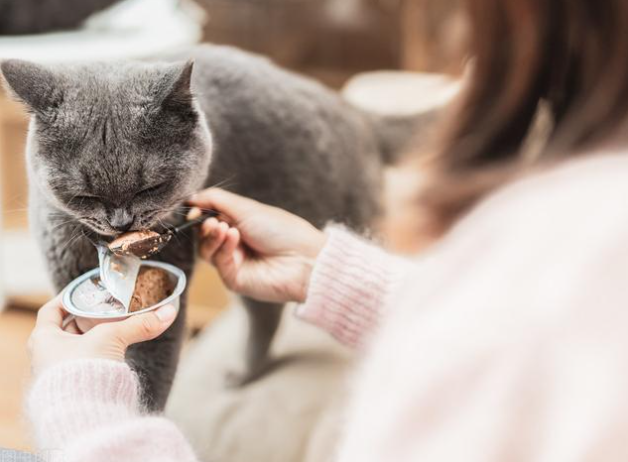 猫咪胃口不好怎么办（猫咪食欲差是怎么回事）