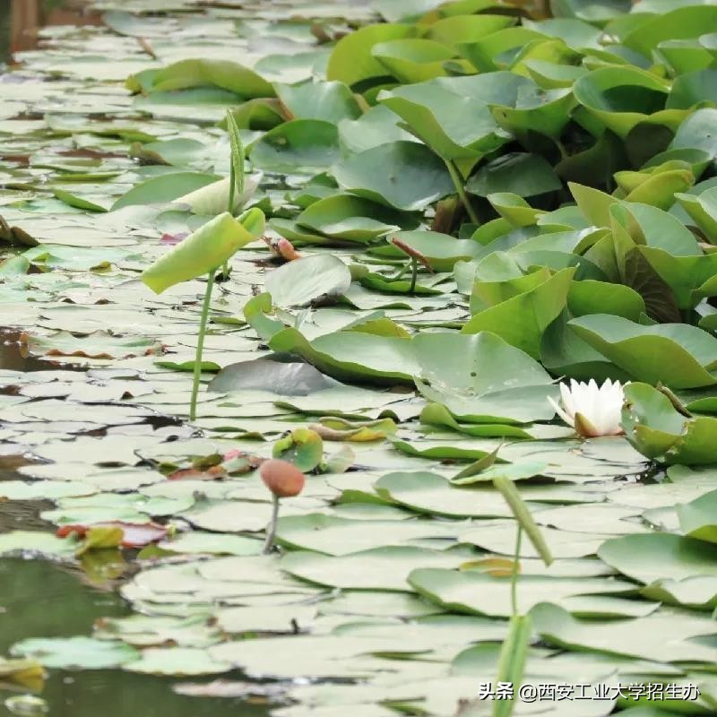 兵工七子之一，走出共和国少将、大国重器总师，西安工大实力硬核