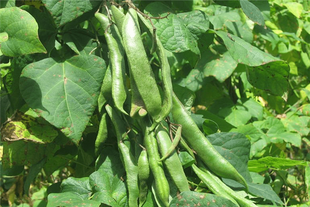 奶花芸豆高产高效配套栽培技术,掌握这些技巧,让你有个丰收年