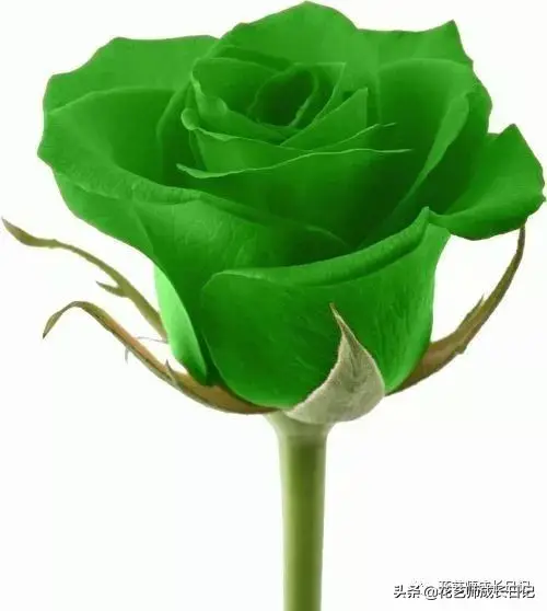 玫瑰数量的含义是什么（玫瑰花数量代表的意义）