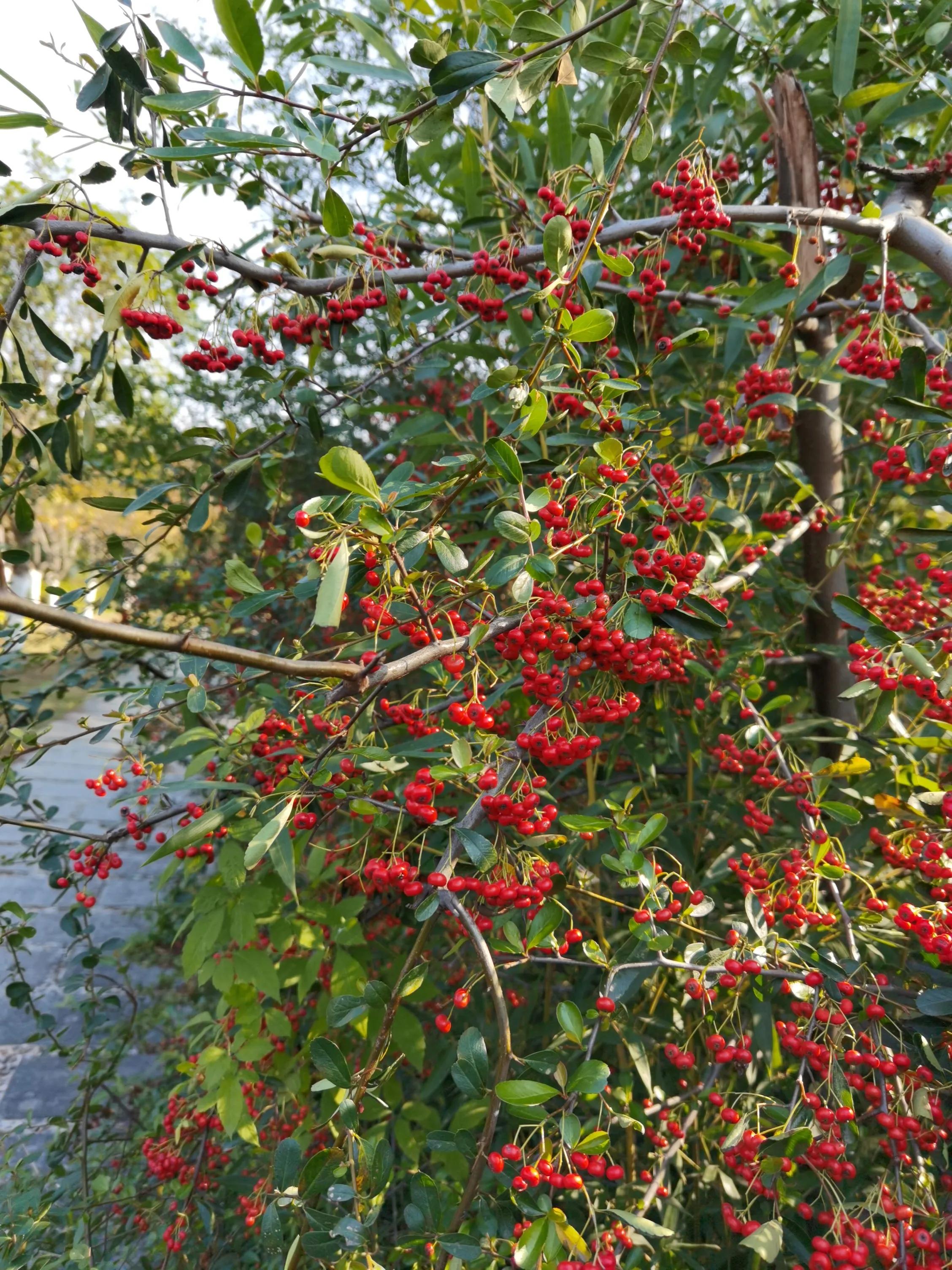 「七绝 」 秋日火棘果