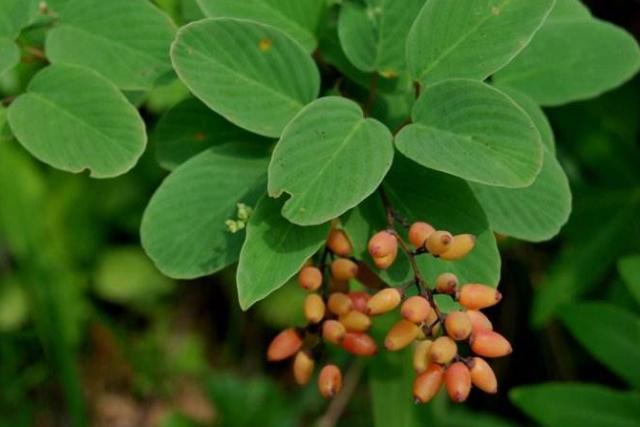 农村1种"寄生树",号称"铁包金",果实珍贵,树根更是稀罕物