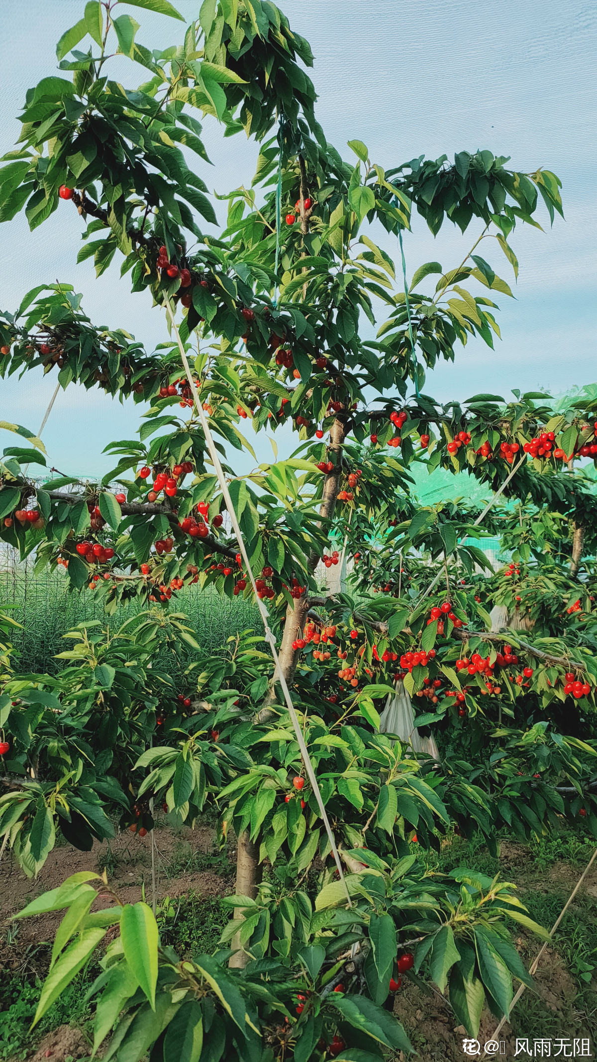 樱桃苗栽培种植方法（樱桃盆栽的正确养殖方法分享）