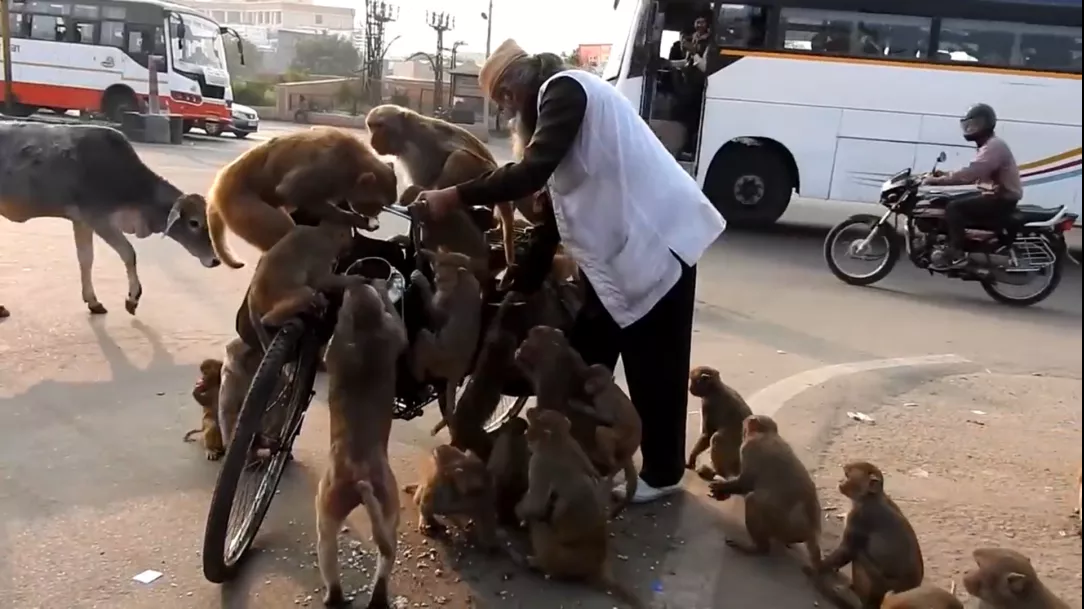 喝酒,杀人,吃同类的肉,印度猴子为何没人管?猴命比人命还贵