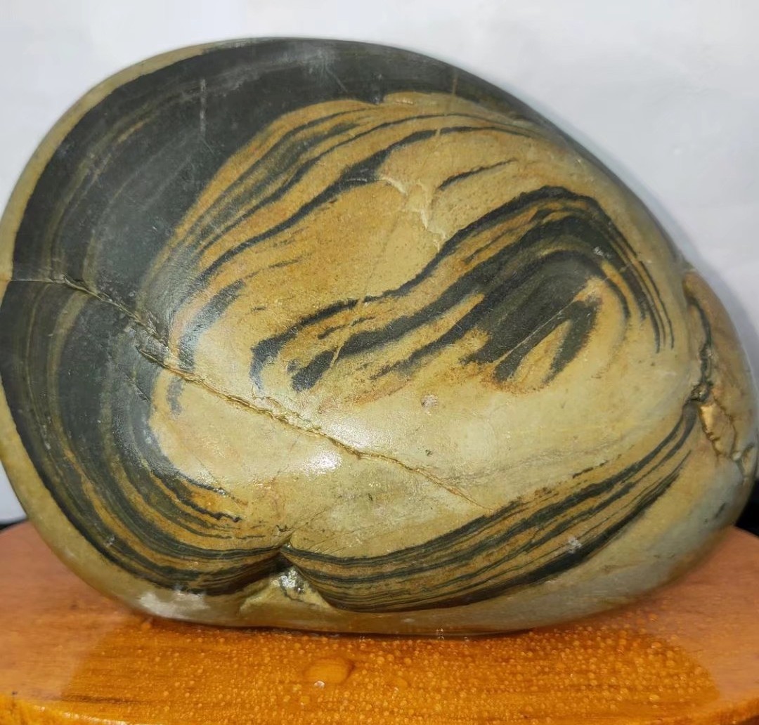 黄河石头鱼怎么养不容易死「记得收藏」 -骁龙网