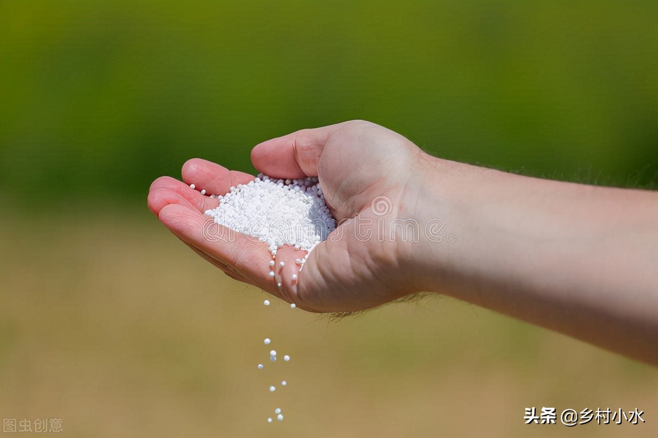 尿素撒施浪费严重，正确施用才能避免“撒钱”