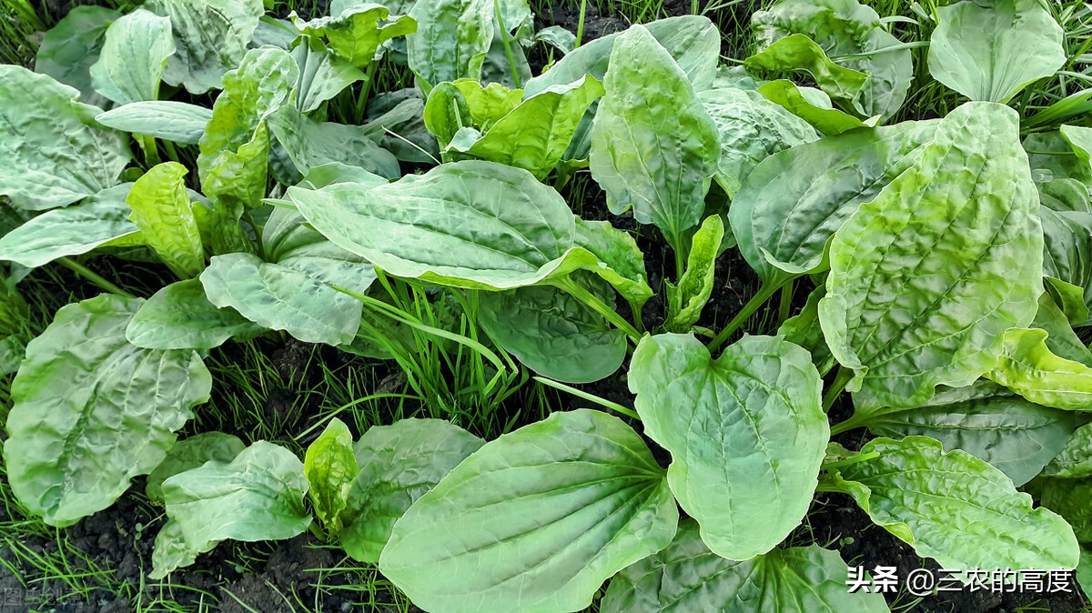 乡野间的“野菜”一年四季都有，但你不一定认识，看你吃过几种？