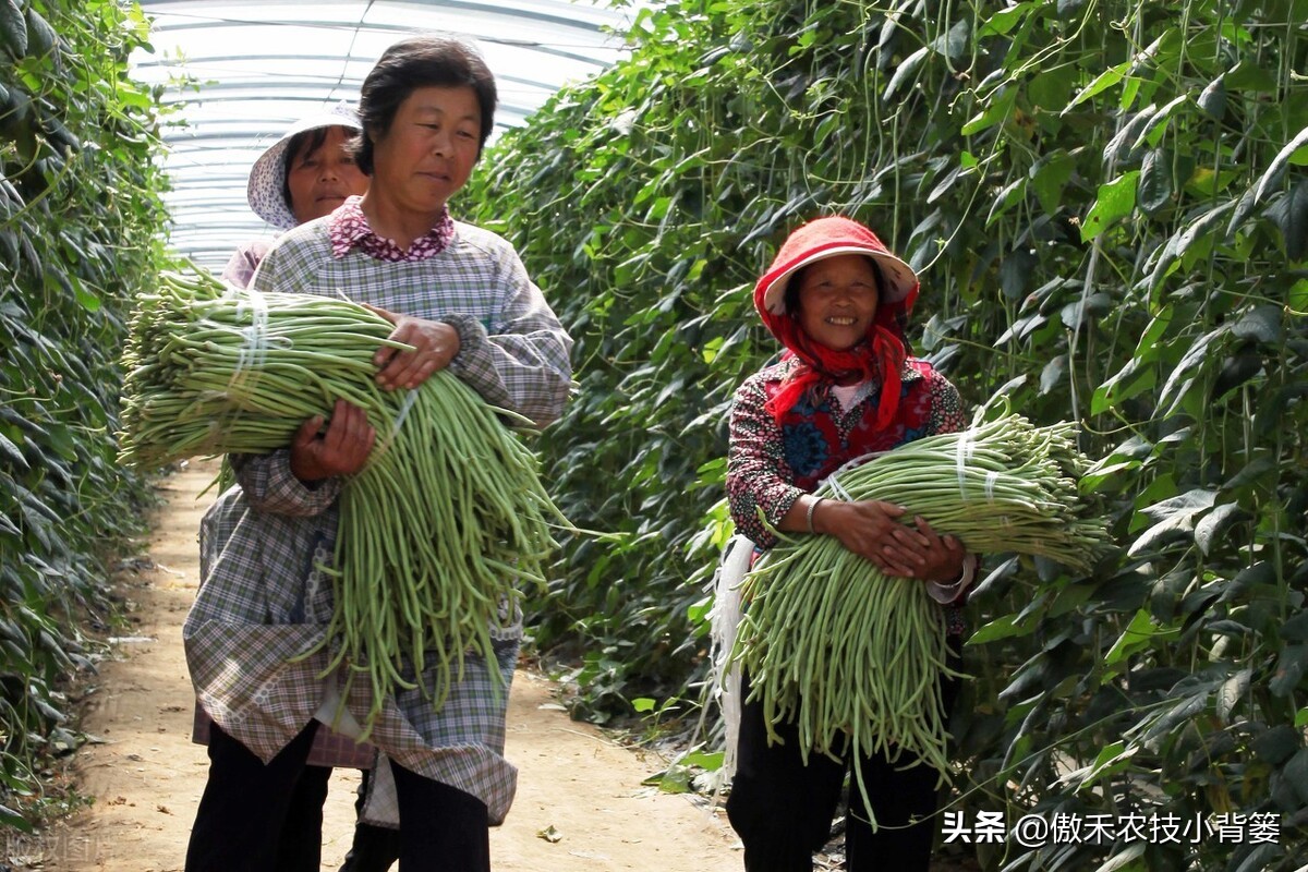 种植豆角的技术和方法（最全相关豆角种植和管理攻略）