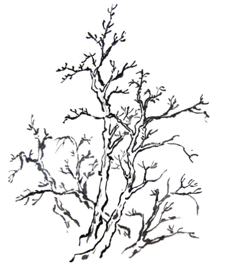 写意山水中基础教程树干的画法详解