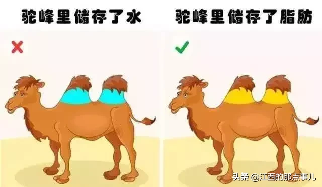 骆驼驼峰是储存什么（冷知识：骆驼把水储存在驼峰里？）