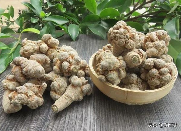 被误认为是中药材三七，农药无法消灭，如今成美食，有人靠它发财