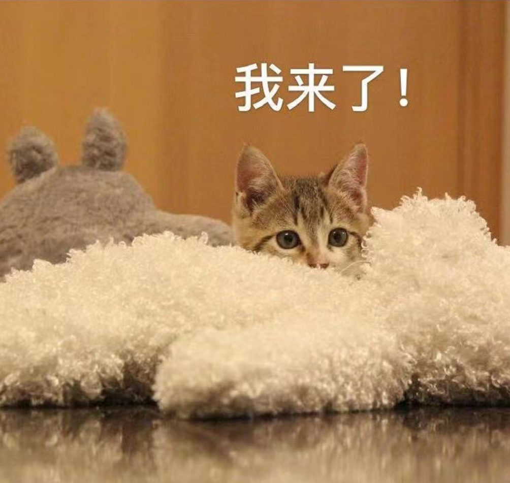 十款适口性好的猫粮推荐