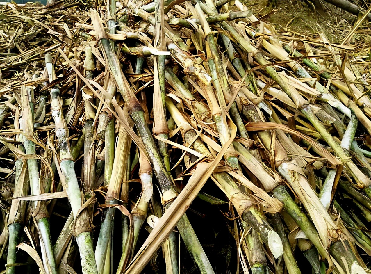 象草适合热天生长且产量高可连续采收几年喂鱼和喂牛羊均可