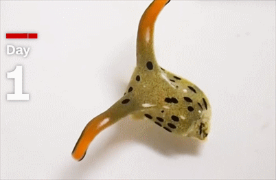 突破人类认知，这种动物扭断了自己的脑袋，重新长出心脏和躯体