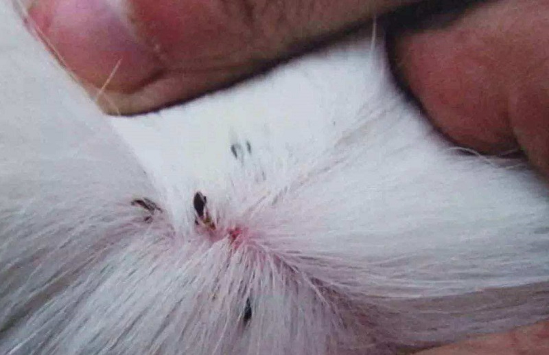 猫咪有这些表现，说明该驱虫了