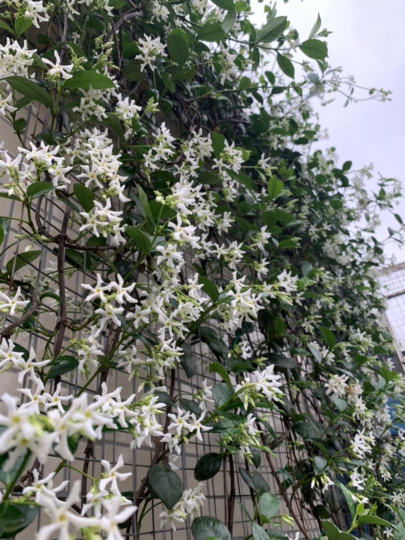 7种“爬藤花”,美如仙花,院子种一棵,一年爬满墙,赏花一辈子
